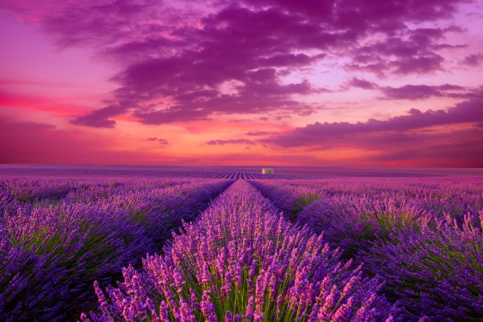 Fields of lavendar