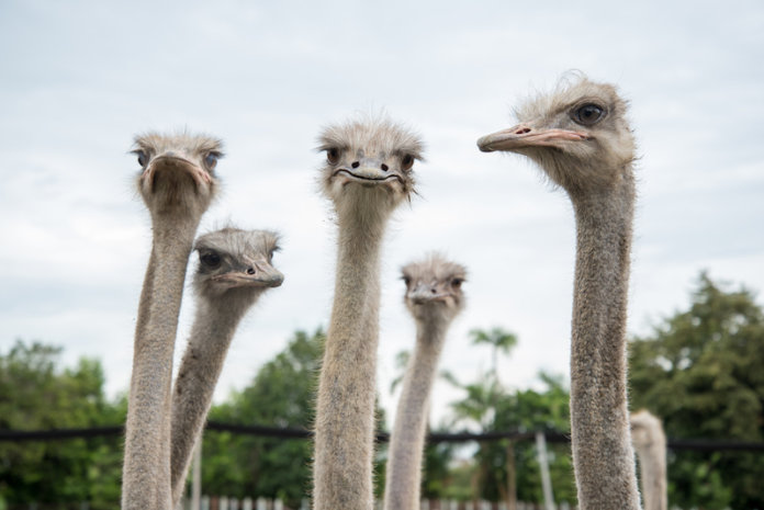 group of ostrich