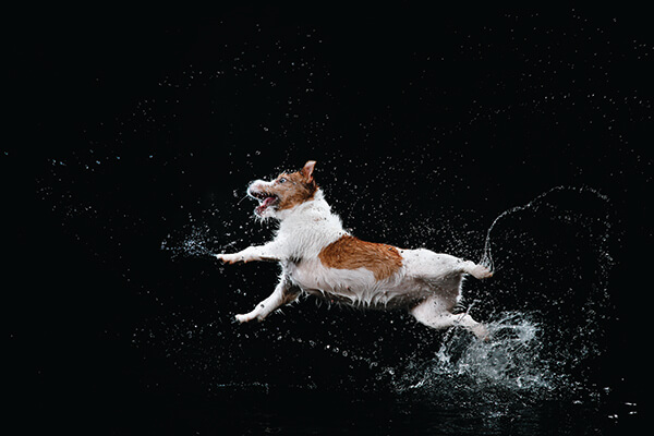 Dog-in-water-1