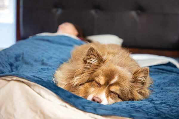 Weighted blanket for discount stress