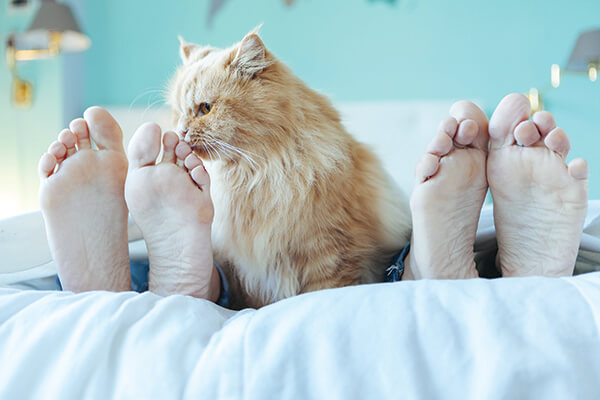 cat-and-feet-in-bed