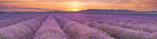 lavender field vitamin green