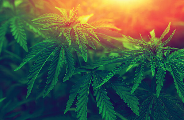 marijuana-leaves