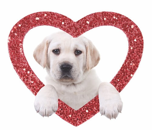 Valentine's Day Labrador Puppy Dog Holding Heart