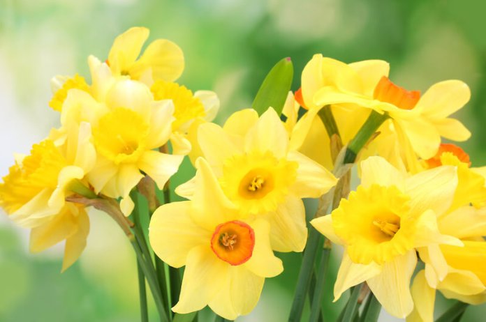 beautiful yellow daffodils on green background