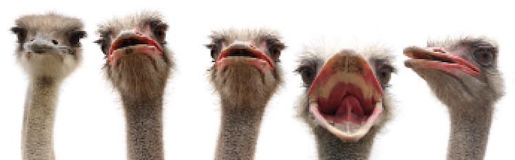 ostrich heads stock art