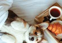 Dog and breakfast tray on bed