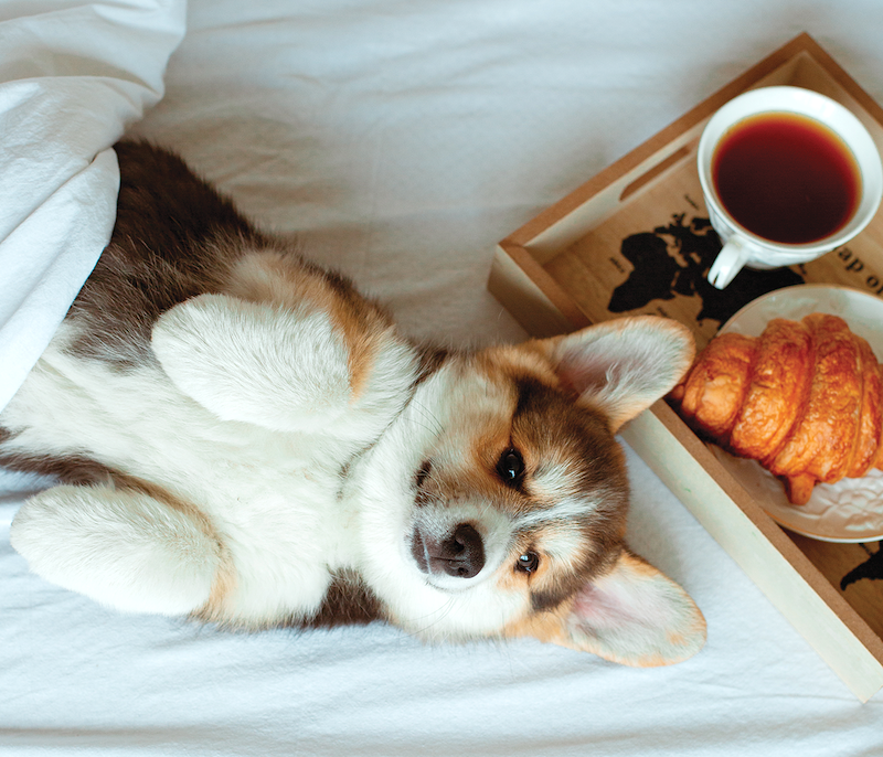 Dog and breakfast tray on bed